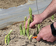 Grüner Spargel wird oberhalb des Bifangs geschnitten und nicht unterhalb gestochen (©Foto: Martin Schmitz)